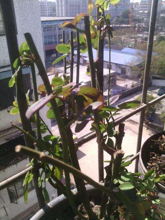 图解 微型盆景怎么修剪的3个方法