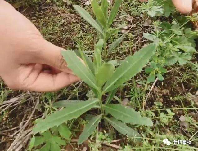 止血草盆景怎么制作开花的方法