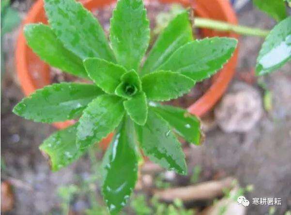 止血草盆景怎么制作开花的方法