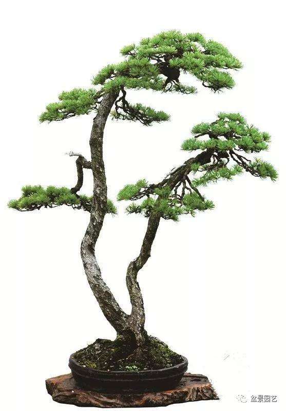 怎么制作双曲式盆景造型的方法