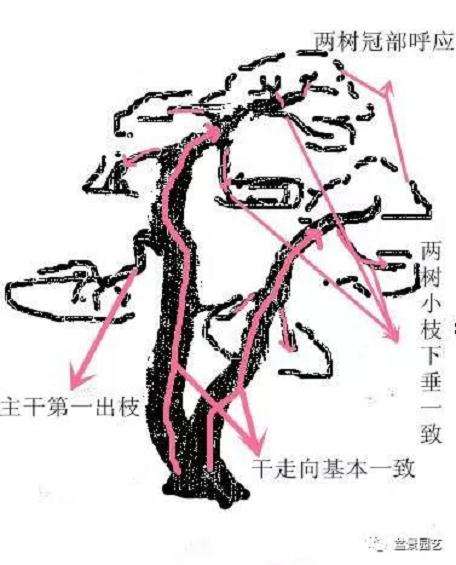 怎么制作双曲式盆景造型的方法