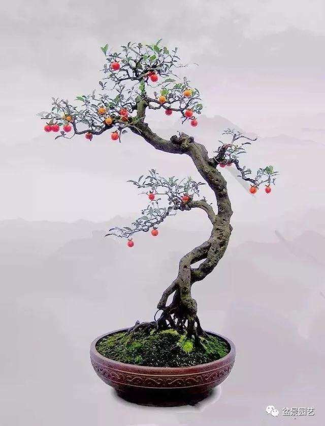 怎么制作双曲式盆景造型的方法