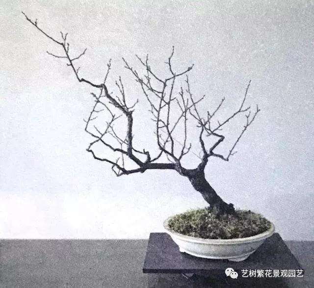文人树梅花盆景怎么创作的方法