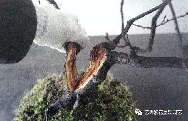 文人树梅花盆景怎么创作的方法