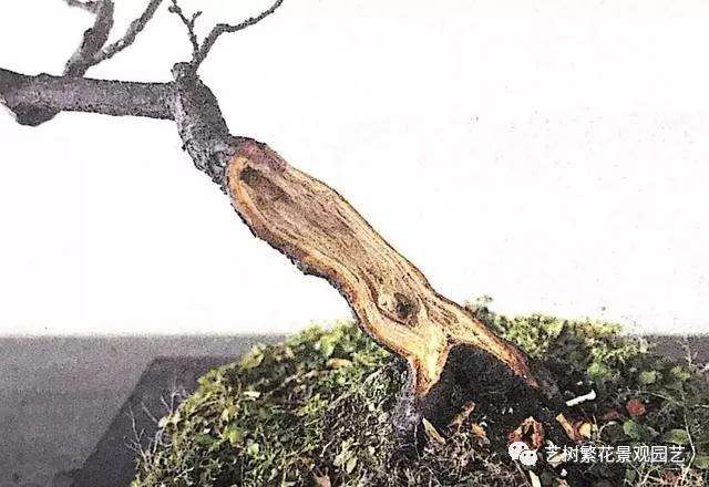 文人树梅花盆景怎么创作的方法