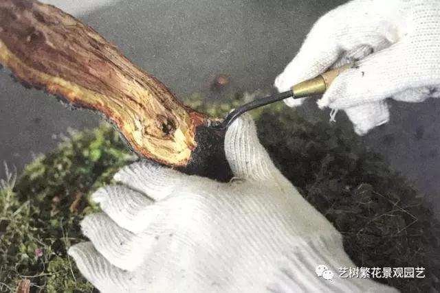 文人树梅花盆景怎么创作的方法