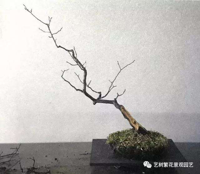 文人树梅花盆景怎么创作的方法