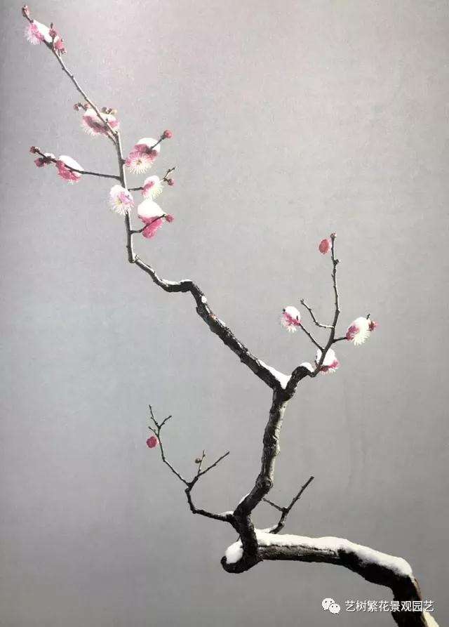 文人树梅花盆景怎么创作的方法