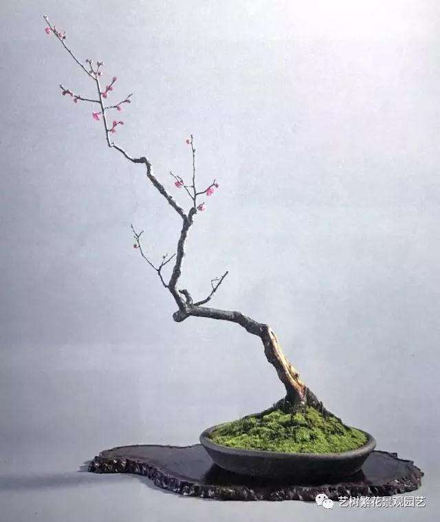 文人树梅花盆景怎么创作的方法
