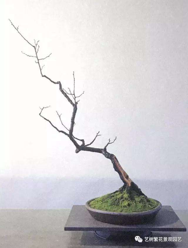 文人树梅花盆景怎么创作的方法