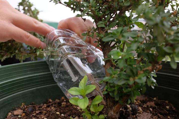 图解 盆景怎么高压快速生长的方法