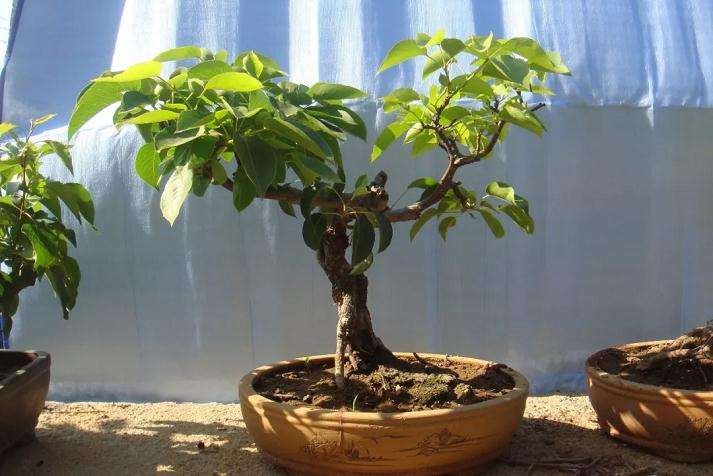 图解 盆景怎么高压快速生长的方法