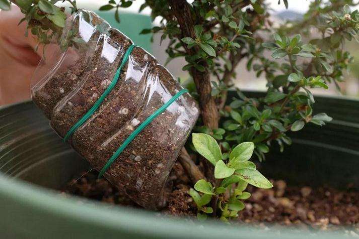 图解 盆景怎么高压快速生长的方法