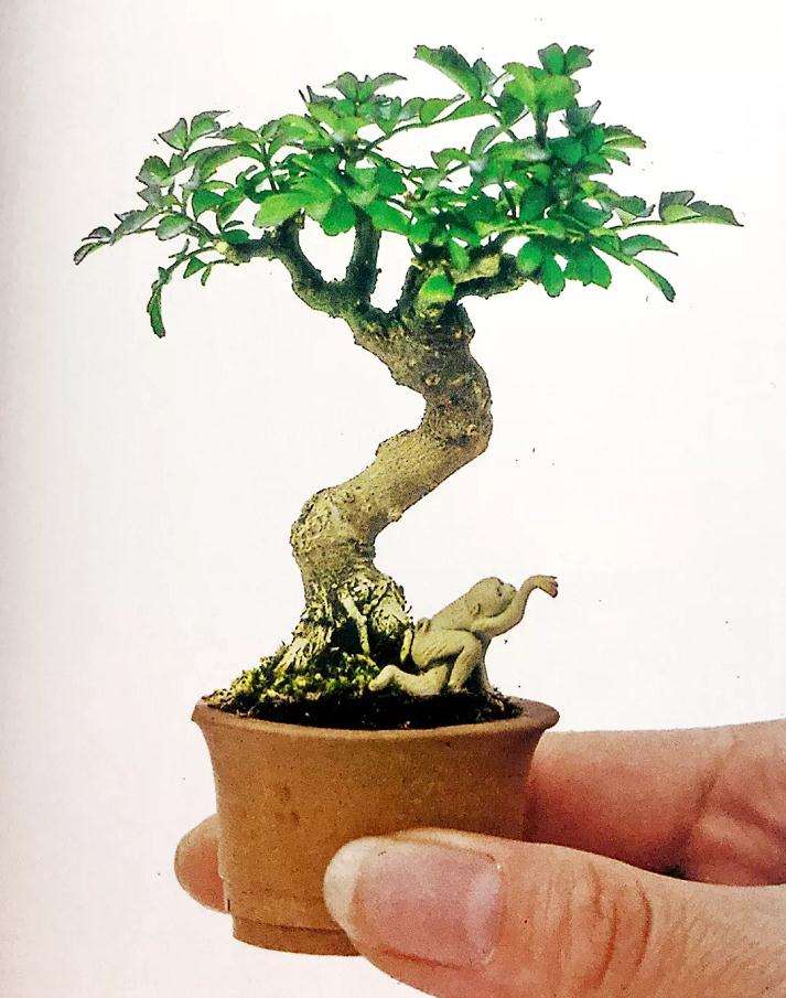 图解 盆景怎么高压快速生长的方法