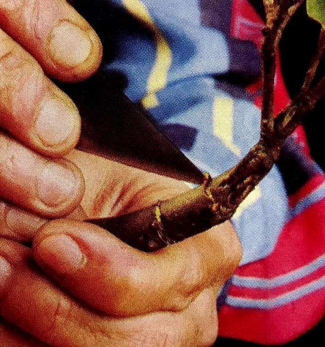 图解 盆景怎么高压快速生长的方法