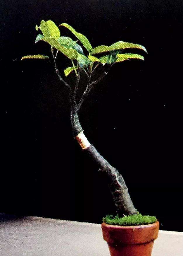 图解 盆景怎么高压快速生长的方法