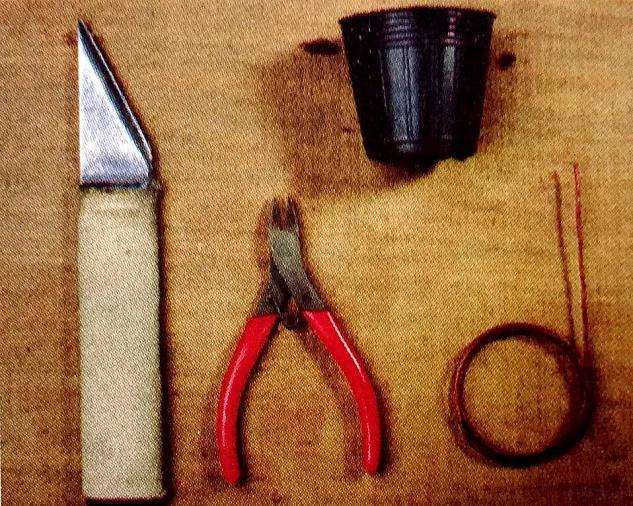 图解 盆景怎么高压快速生长的方法