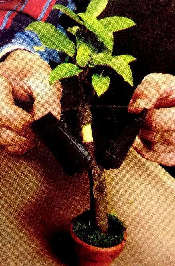 图解 盆景怎么高压快速生长的方法