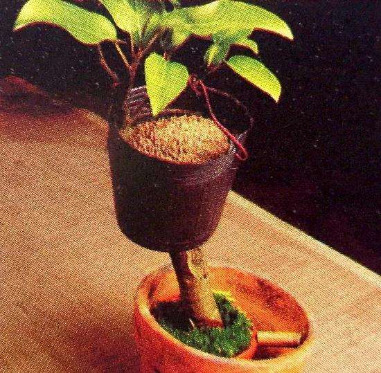 图解 盆景怎么高压快速生长的方法