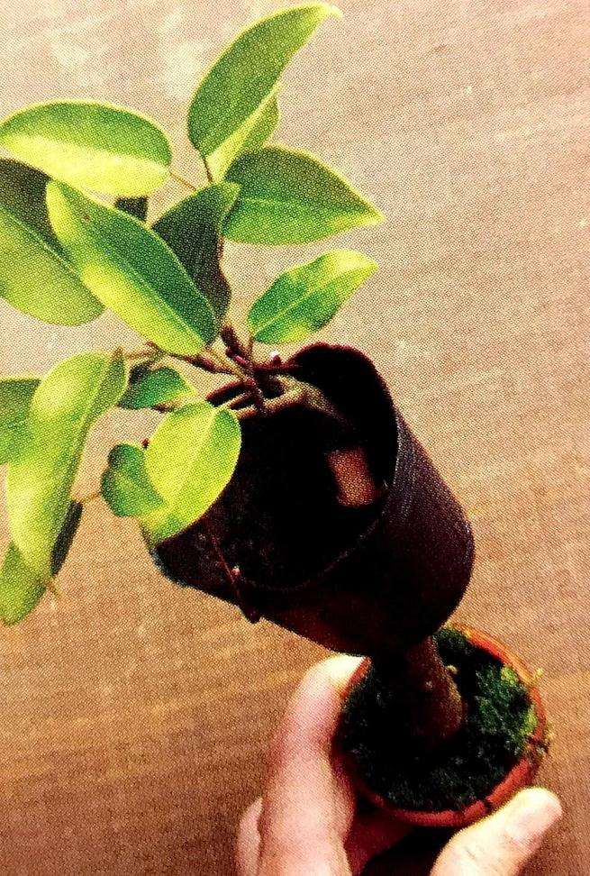 图解 盆景怎么高压快速生长的方法