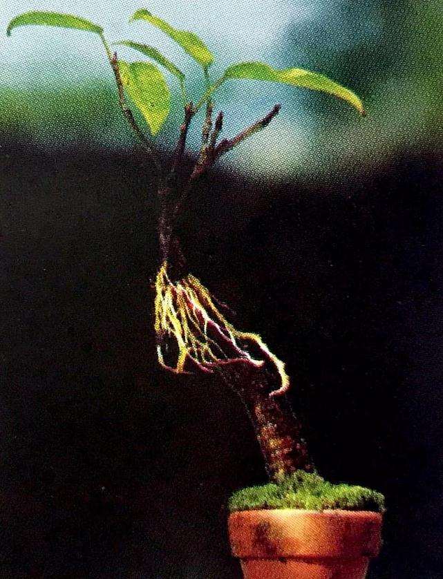 图解 盆景怎么高压快速生长的方法