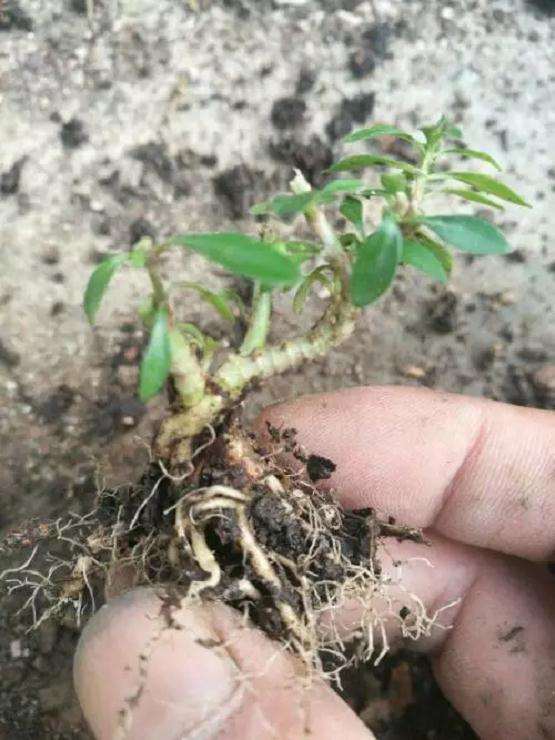 图解 盆景怎么高压快速生长的方法