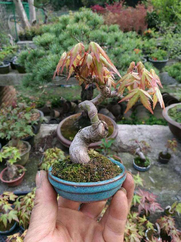 图解 盆景怎么高压快速生长的方法