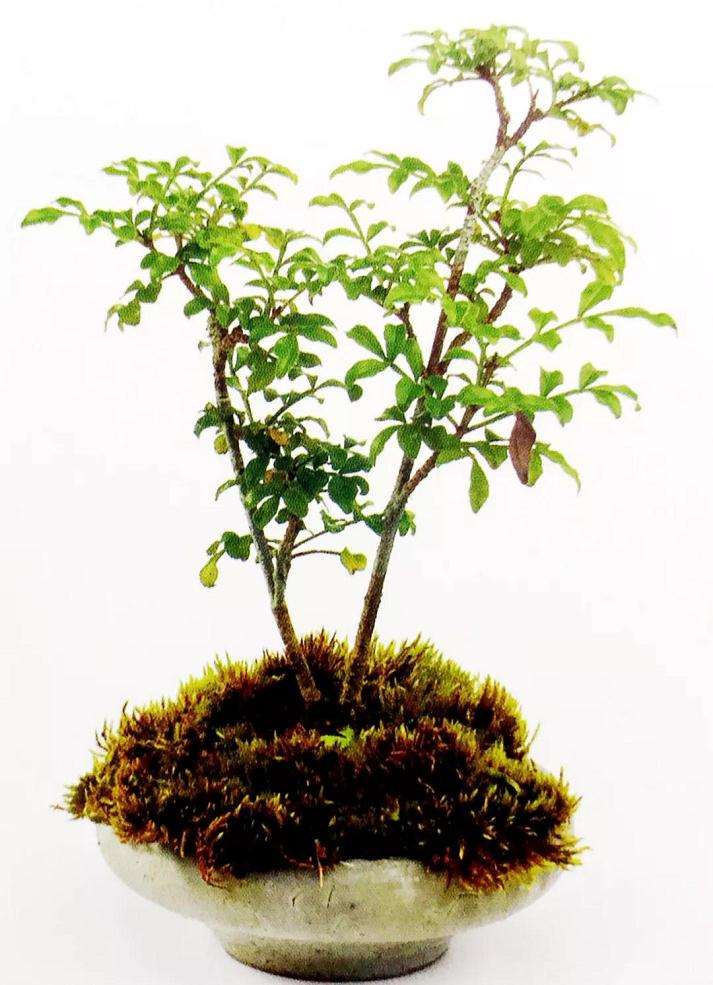 图解 盆景怎么高压快速生长的方法