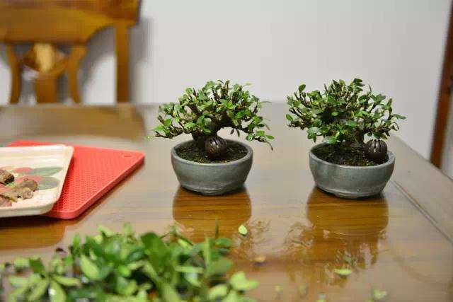 栀子花盆景怎么控叶修剪的方法