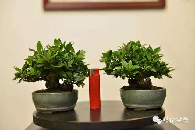 栀子花盆景怎么控叶修剪的方法