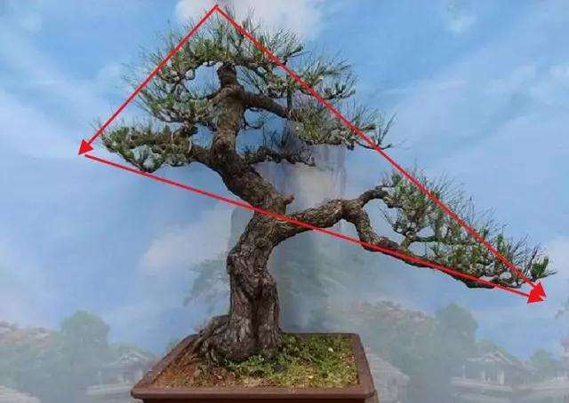 双干盆景怎么造型设计的要领