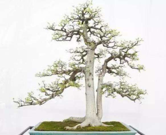 双干盆景造型的风格特征