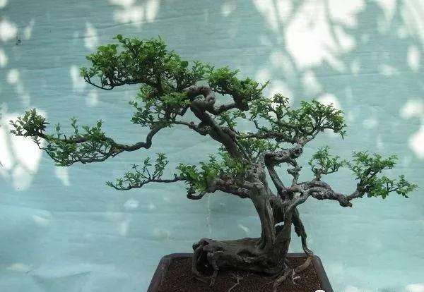 雀梅盆景怎么浇水施肥的方法