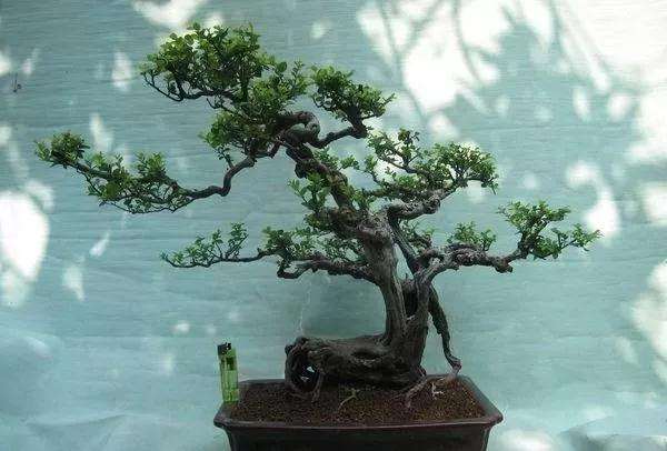 雀梅盆景怎么浇水施肥的方法