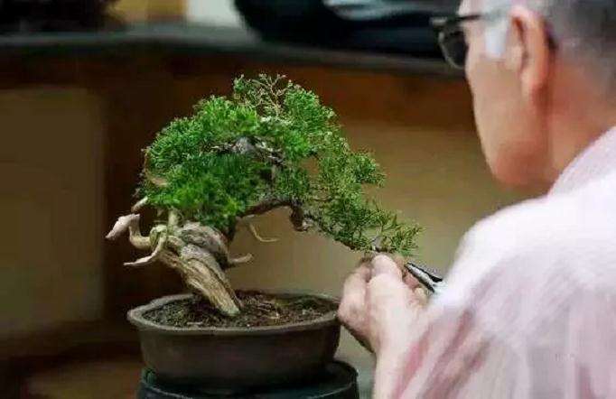 岭南盆景怎么蟠扎造型的方法