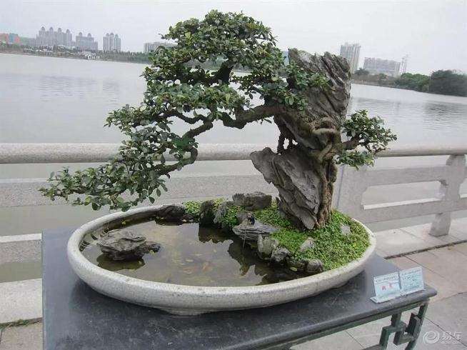 岭南盆景怎么蟠扎造型的方法