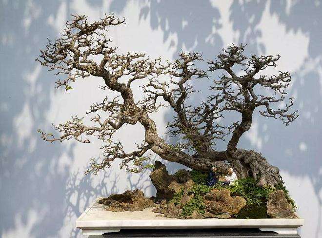 岭南盆景怎么蟠扎造型的方法