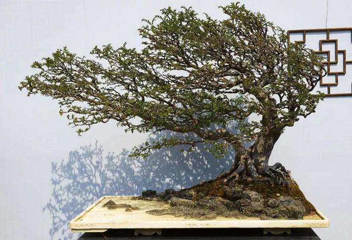 岭南盆景怎么蟠扎造型的方法