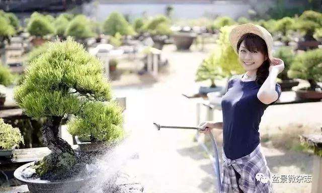玩盆景的女人有多美
