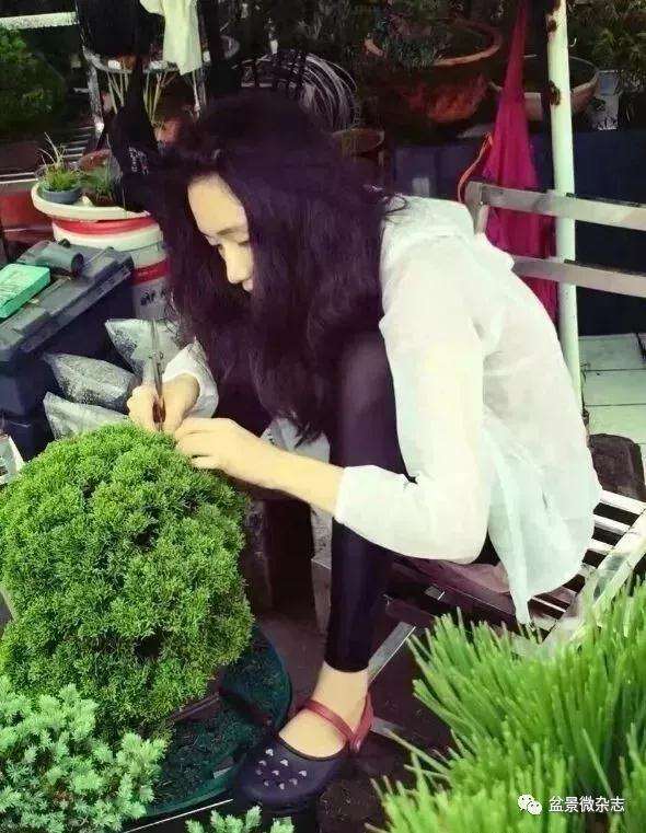 玩盆景的女人有多美