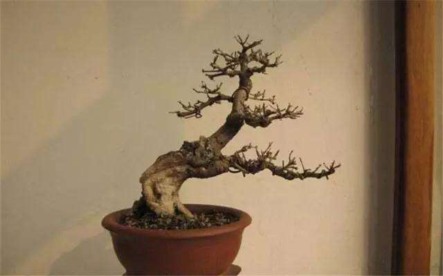 挖取下山桩后怎么养殖的方法