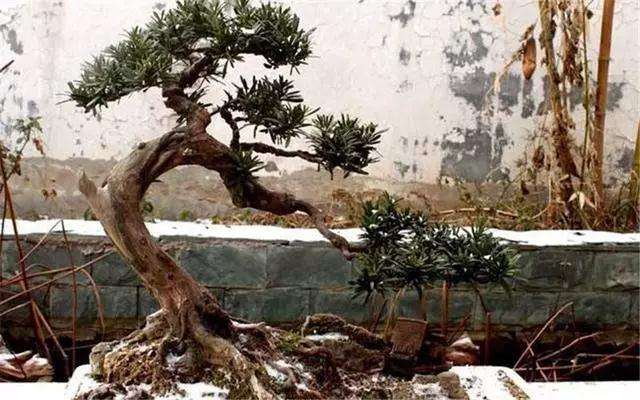 挖取下山桩后怎么养殖的方法