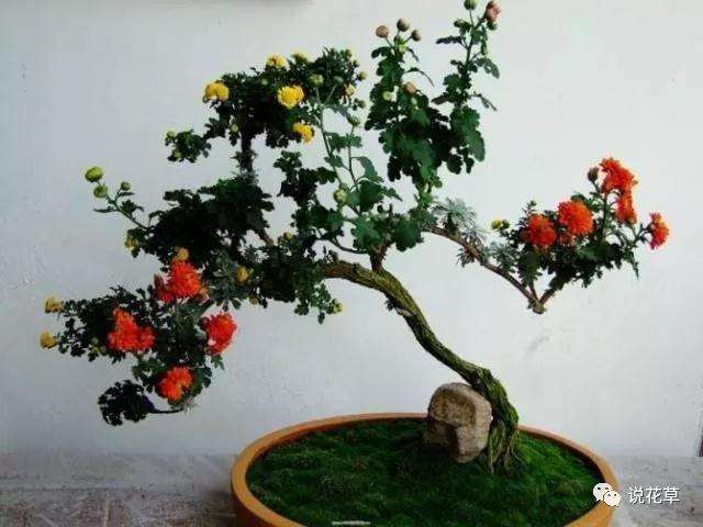 菊花盆景怎么制作的过程