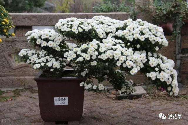 菊花盆景怎么制作的过程