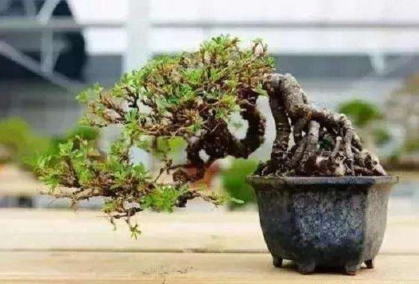 金雀盆景怎么施肥修剪的方法