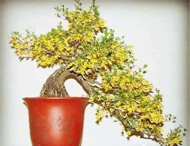 南北金雀盆景怎么鉴赏与栽培