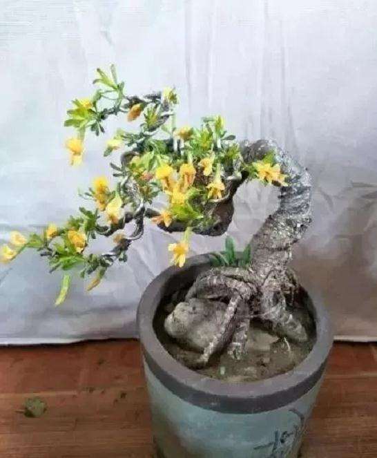 南北金雀盆景怎么鉴赏与栽培