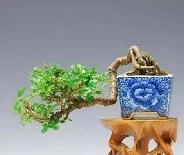 南北金雀盆景怎么鉴赏与栽培