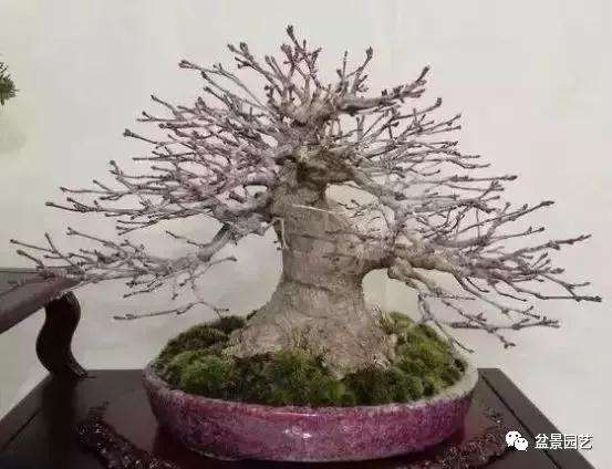 盆景怎么矮化修剪的4个方法