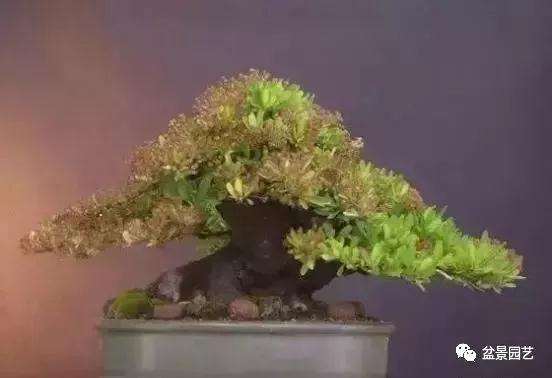 盆景怎么矮化修剪的4个方法